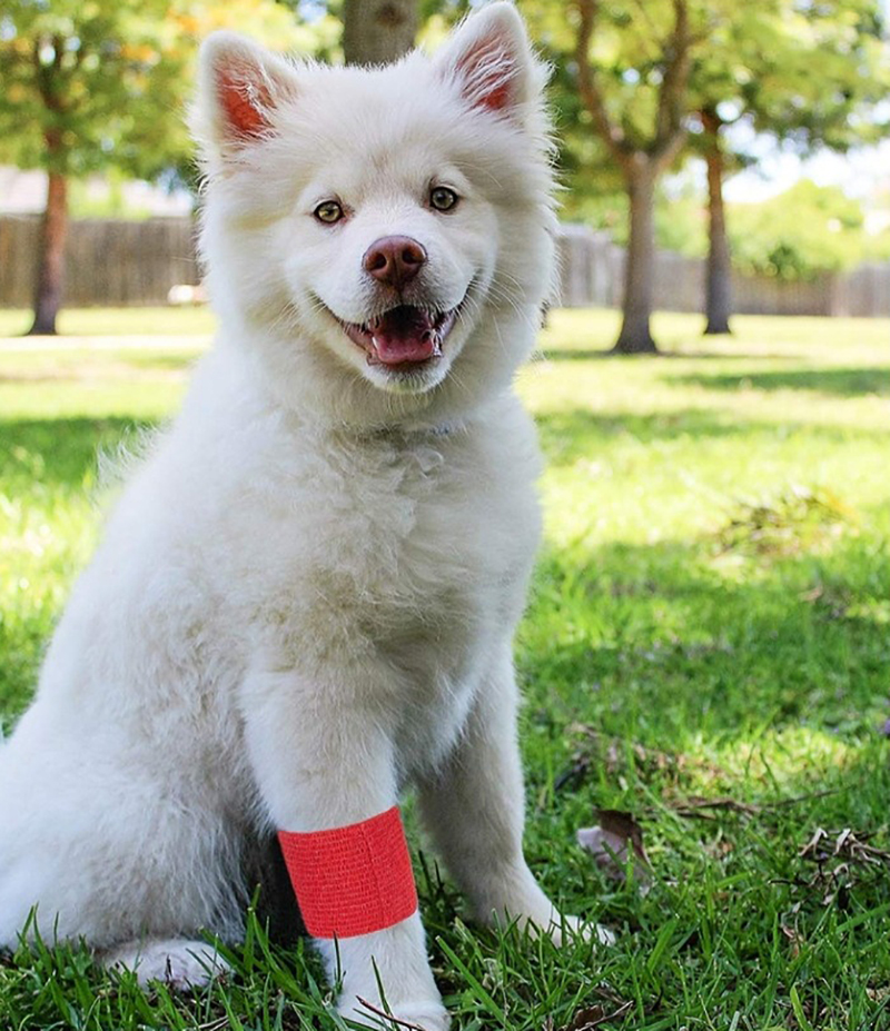 animal bandage.jpg